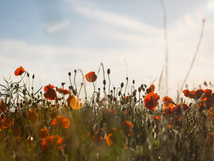 Sommerferie hos EasyIQ