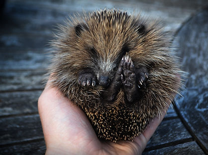 Image by George Kendall