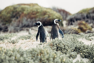 Image by Cara Fuller