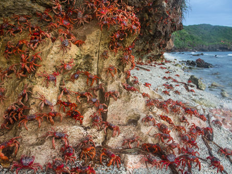 The Impact of Plastic Waste on Crustaceans and Mollusks