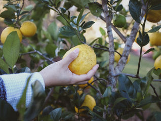 לקטוף פרי מהעץ עוזר לצאת מדיכאון, אבל לא לכולם יש עץ לקטוף ממנו את הפירות