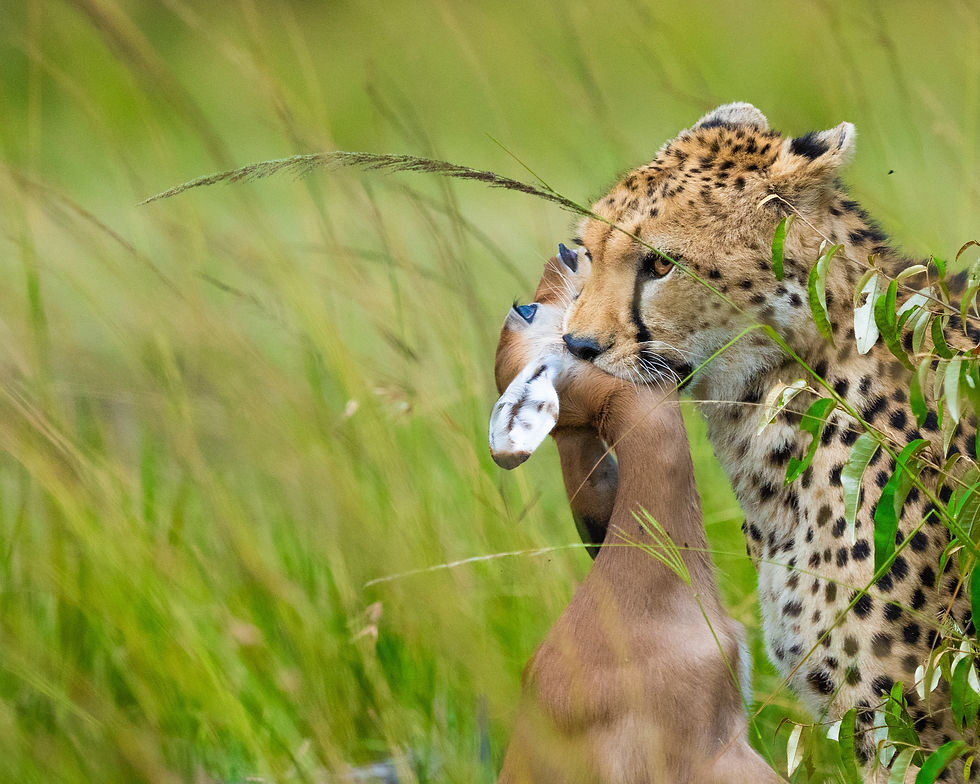 Feeding Behavior of Cheetahs