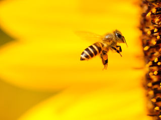 DAY 8 of '24 DAYS OF GIVING' - Bring Back The Bees