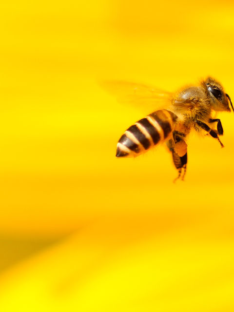 El Glifosato también puede asesinar a las abejas