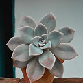 Image by Jünior RodrÃguez