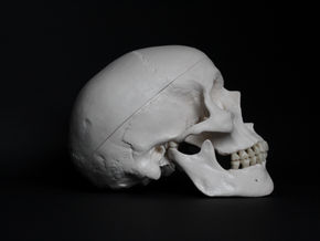 The Jaw AKA Temporomandibular Joint