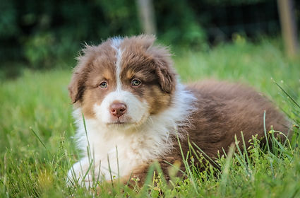 Puppy sitting in the grass