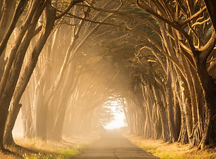 Image by Stephen Leonardi