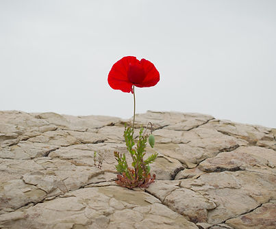 Image by Levi Meir Clancy