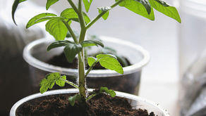 Young green seedling in a black plastic cup of soil, lit by sunlight indoors, with blurred pots in the background.