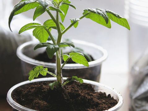 Young green seedling in a black plastic cup of soil, lit by sunlight indoors, with blurred pots in the background.