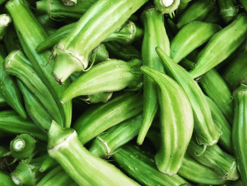 Texas Researchers Use Okra to Remove Microplastics from Wastewater