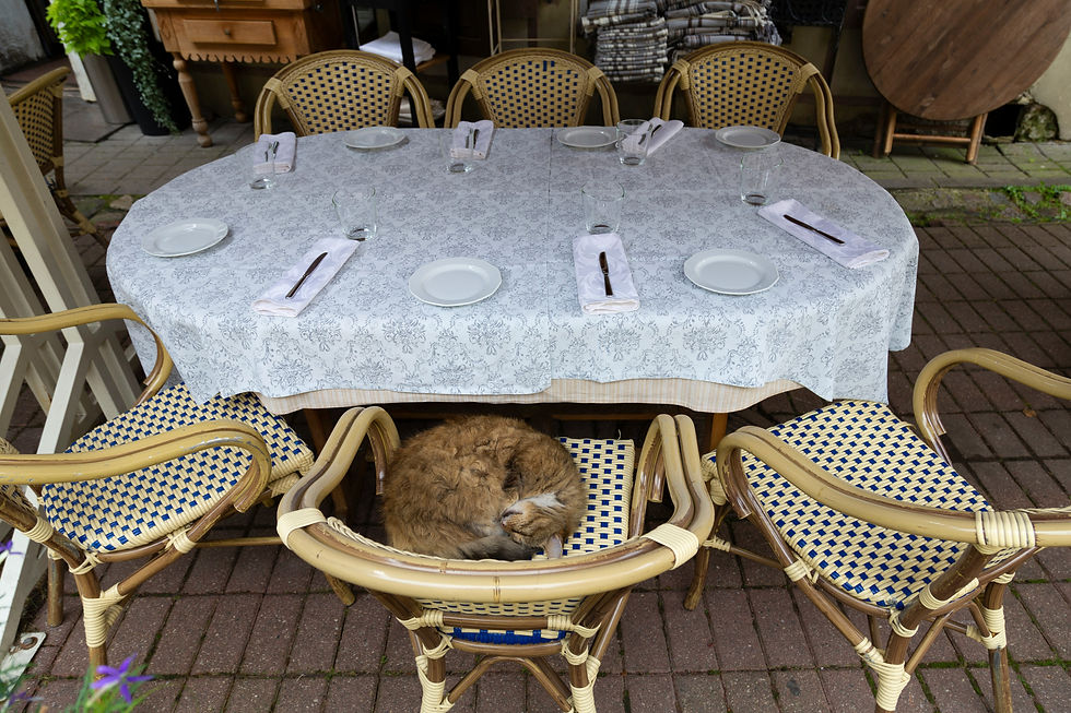 Outdoor table with white cloth, set for six, with a curled-up cat sleeping on a wicker chair. Peaceful, cozy setting.