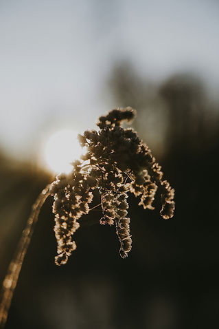 Image by Nadia Cortellesi