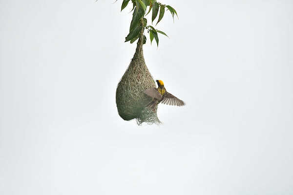Image by Rohan Solankurkar