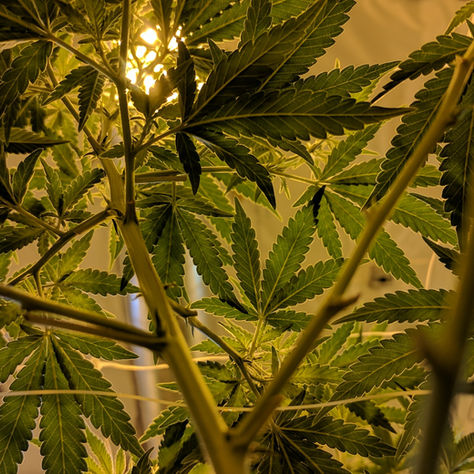 Can I Grow My Own Medical Marijuana in Pennsylvania?