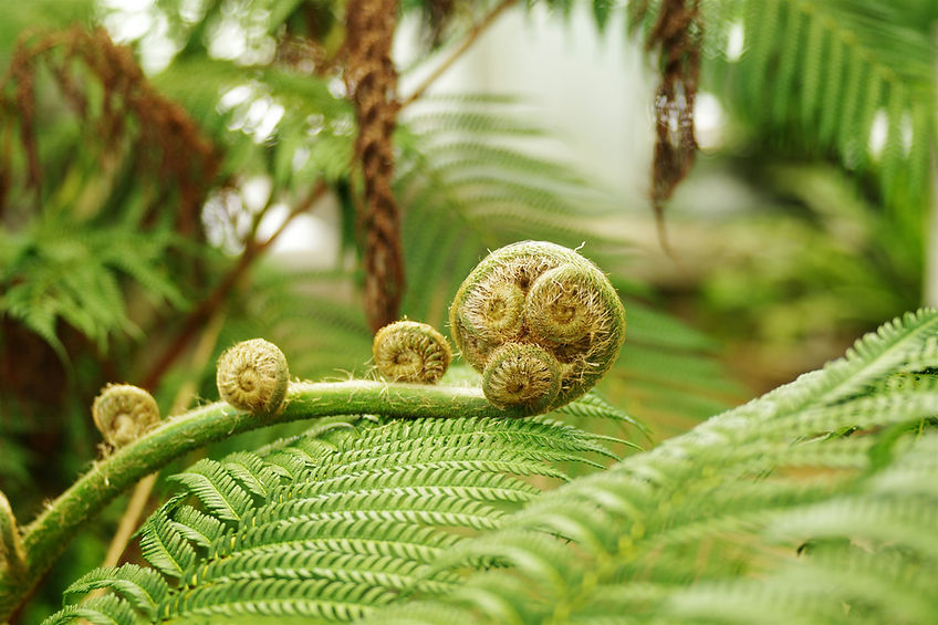 Image by Naoki Suzuki