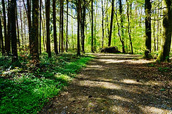 a forest trail in spring