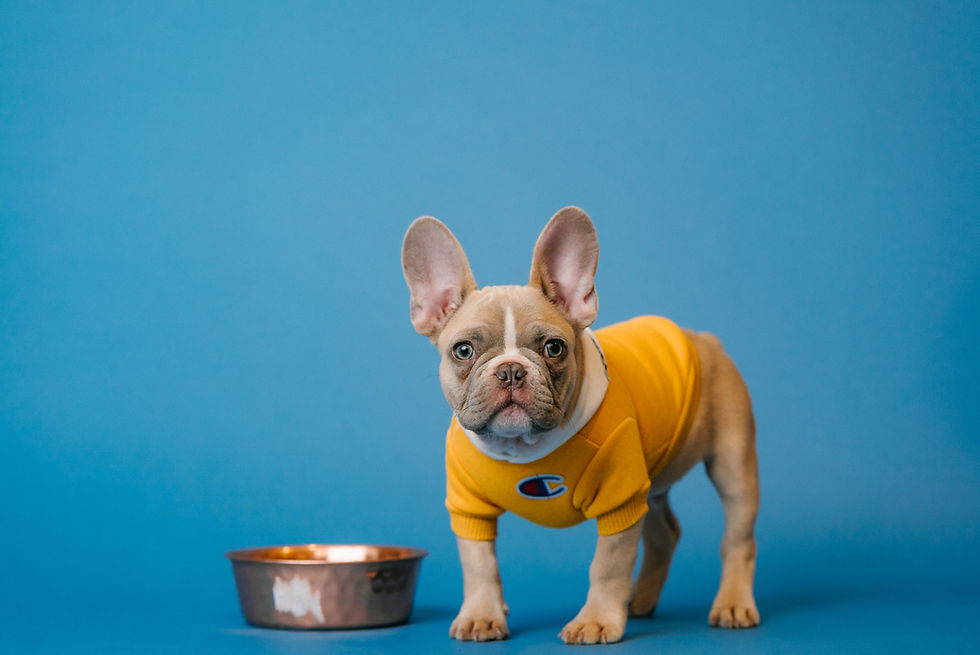 dog next to food bowl needs balanced nutrition