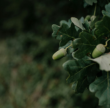 Image by Annie Spratt
