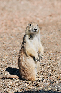 Prairie dog