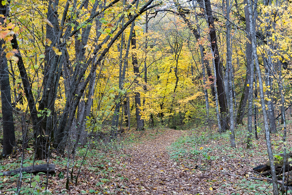 Forest Bathing & Fireside Journaling