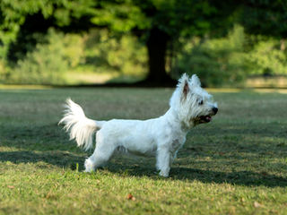 Le Westie (West Highland White Terrier)