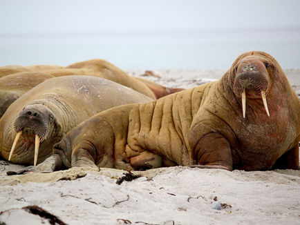 A walrus adventure
