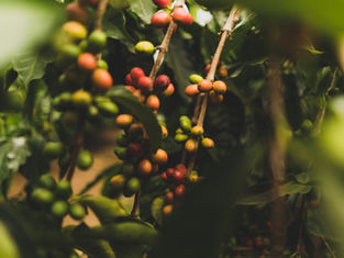 Safra de café do Brasil será recorde, mas de arábica não, indica Rabobank