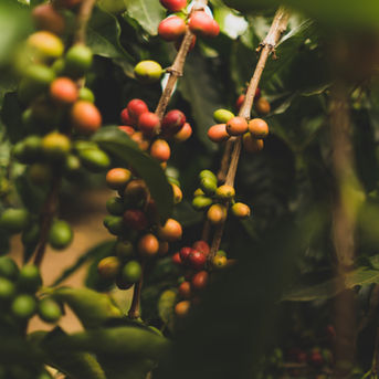 Safra de café do Brasil será recorde, mas de arábica não, indica Rabobank