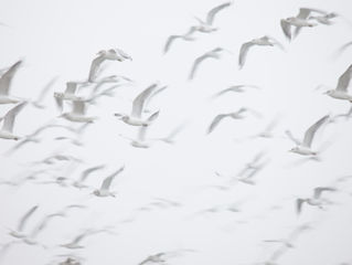 Meditation with a Twist (or a Chirp!)