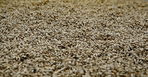Managing Malt Genetics for Feed End-use