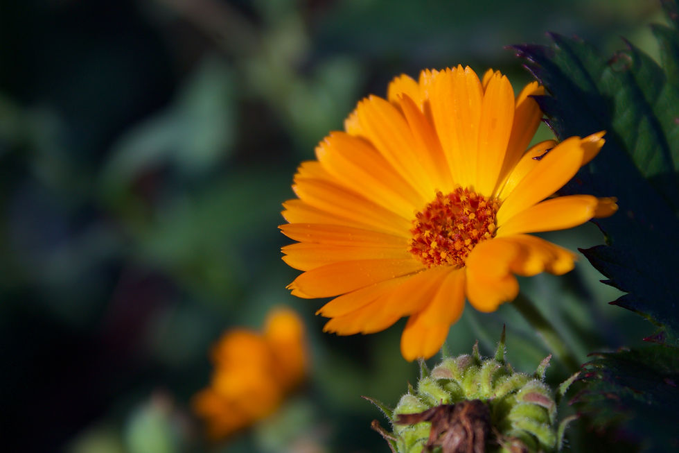 Thumbnail: Calendula Salve