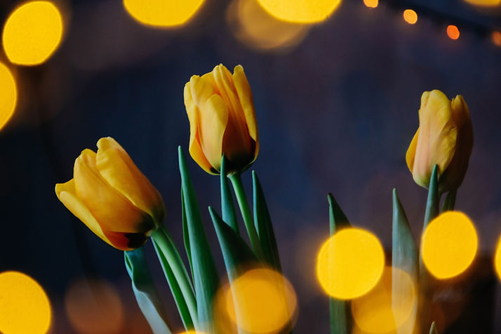 Jolies tulipes invitant à s'inscrire