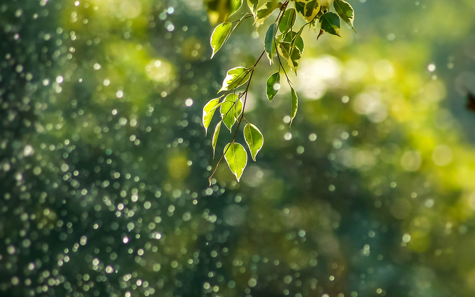 Natur, Blätter im Regen, Image by Goutham Krishna