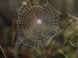 You Think You're Protected — But the Spider Lives Inside