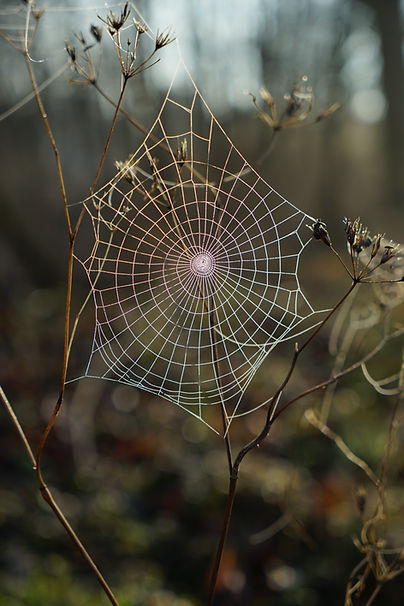 Image by Robert Anasch