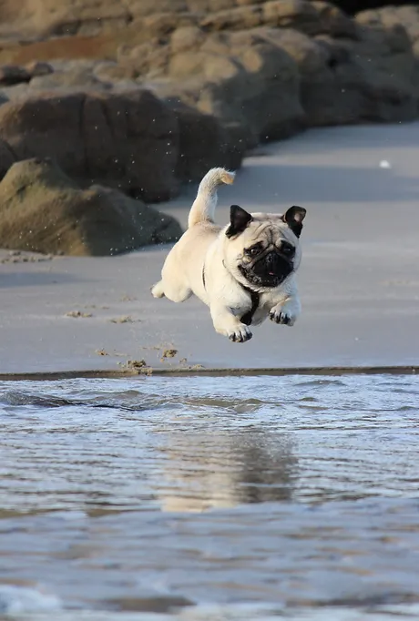 Online Coupon Printables 30 Off Brain Training 4 Dogs June 2020