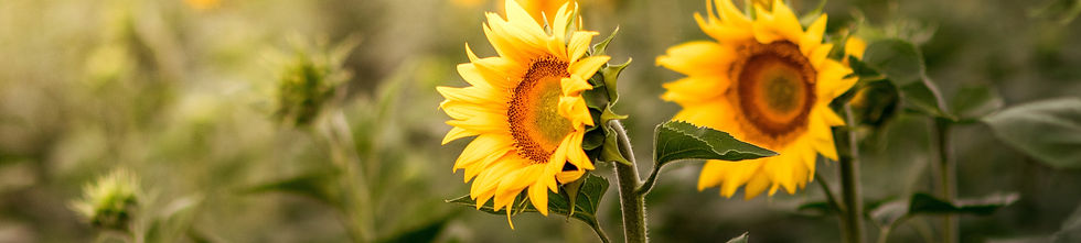 Image by Lachlan Gowen