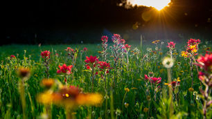 Can Flower Strips Restore Insects in Intensive Grassland?