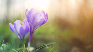 Embracing Renewal: Spring Cleaning for the Mind
