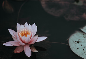 Image by Annie Spratt