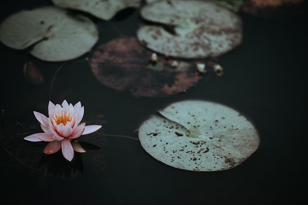 lotus flower purpose of mindfulness meditation