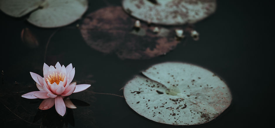 Image by Annie Spratt