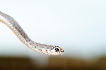 Image by Jordi Fontana