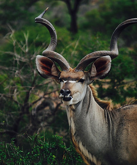 Image by jamie muller