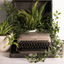 Writer: Vermiblogger
