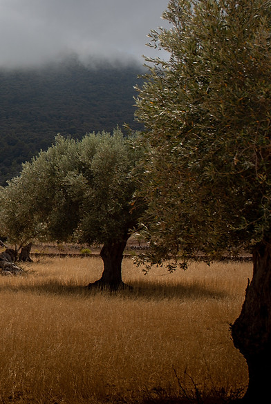Image by Vincent Eisfeld