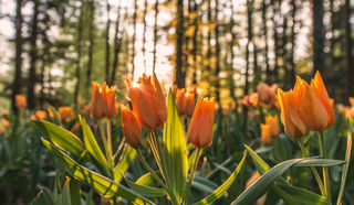 Orange Tulpen im Wald bei Sonnenuntergang