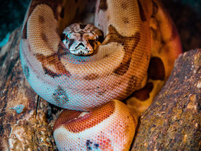 Boa Constrictor in Costa Rica coiled on a tree branch 